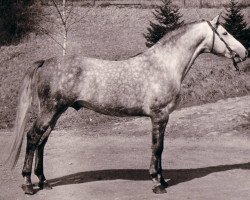 stallion Koketteur (Trakehner, 1971, from Maharadscha)