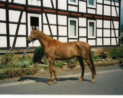 broodmare Pernilla (Trakehner, 1997, from Hymnar)