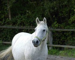 broodmare Ocean Girl (German Riding Pony, 2000, from Bandit)