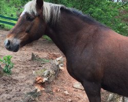 Pferd Express Godolphin (Welsh-Cob (Sek. C),  , von Synod Good Golly)