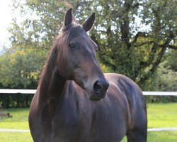 horse Merkin Ahead (Traber, 2005, from Jet Ahead (US))