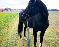 broodmare Wallaby (Hanoverian, 2001, from Woronow)