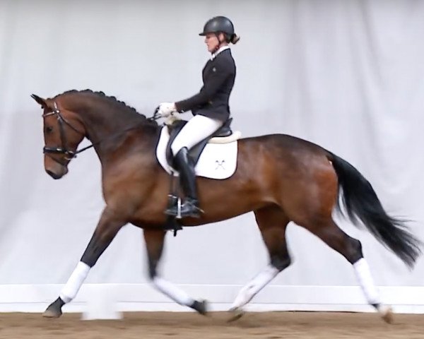 dressage horse Fleur de Sel (Hanoverian, 2012, from Foundation 2)