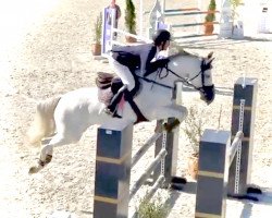 jumper Jamaica Kiss (KWPN (Royal Dutch Sporthorse), 2014, from Zirocco Blue)