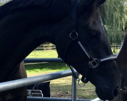 dressage horse Donna S 6 (Hannoveraner, 2012, from Don Index)