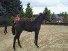 dressage horse Romy BMS (Oldenburg, 2017, from For Romance II)