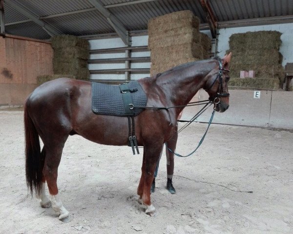 dressage horse Bongo (KWPN (Royal Dutch Sporthorse), 2006, from Flemmingh)