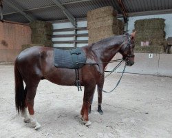 dressage horse Bongo (KWPN (Royal Dutch Sporthorse), 2006, from Flemmingh)