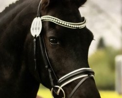 dressage horse Hannes (Friese, 2010, from Tietse 428)