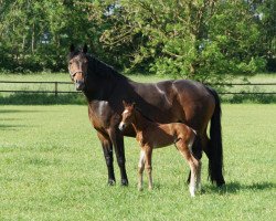 horse Rock Cherie (Westphalian, 2000, from Rockwell)