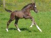 dressage horse Sirius Black W (Mecklenburg, 2015, from Sezuan)