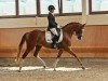 broodmare Scarlett 730 (Hanoverian, 2014, from Scuderia)