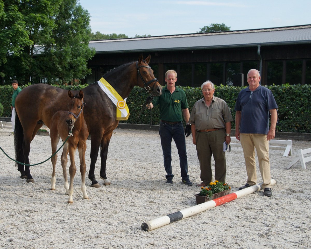 broodmare Fürstin Laomi V (Westphalian, 2006, from Fürst Piccolo)