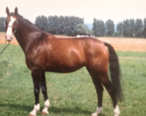 horse Gayana (Hanoverian, 1986, from Gold Ferdl)