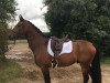 dressage horse Bambino 35 (Oldenburg, 2011, from Belissimo NRW)