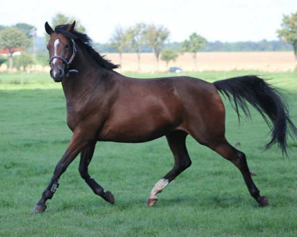 dressage horse Donna (Trakehner, 2013, from Heuberger TSF)