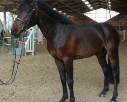 jumper Destino (Oldenburg show jumper, 2012, from Diarado)