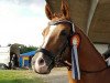 dressage horse Cha-Cha-Cha (German Riding Pony, 2007, from FS Chicago)