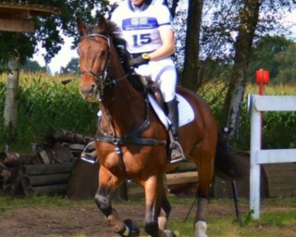 jumper Flavius 56 (Hanoverian, 2008, from Fundskerl)