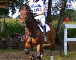 jumper Flavius 56 (Hanoverian, 2008, from Fundskerl)