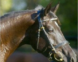 broodmare Her Highness (Hanoverian, 2001, from Hohenstein I)