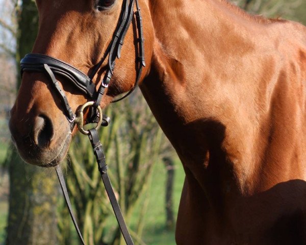 horse Babaji (Hanoverian, 2009, from Brentano II)