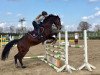 jumper Acourados (German Sport Horse, 2004, from Acorado II)