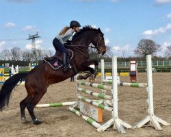 jumper Acourados (German Sport Horse, 2004, from Acorado II)