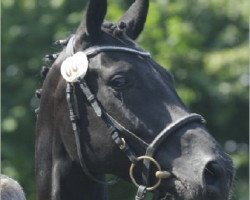 broodmare Donna (Oldenburg, 2006, from Dimaggio)