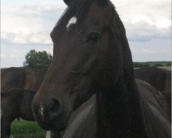 broodmare Doreen (Hanoverian, 1996, from Donnerhall)