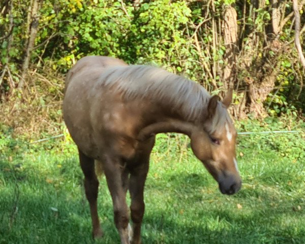 dressage horse Dear Darling W (German Riding Pony, 2021, from Diamonds Showtime)