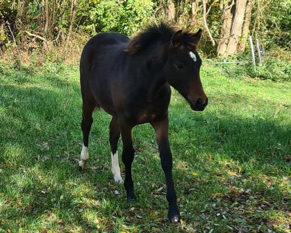 dressage horse A Scarlett W (German Riding Pony, 2021, from Dream Date 7)