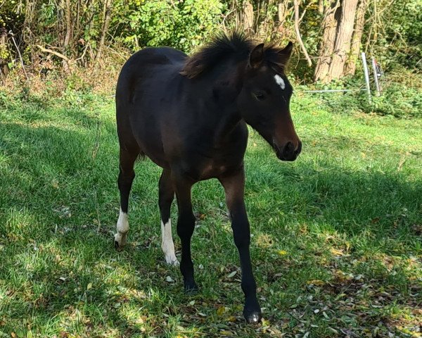 Dressurpferd A Scarlett W (Deutsches Reitpony, 2021, von Dream Date 7)