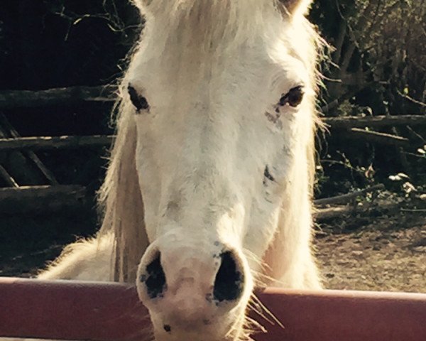 Zuchtstute Hunria-Cyra (Welsh-Cob (Sek. C), 1991, von Rosstein Jago)