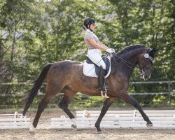 dressage horse Silverado B (Oldenburg, 2011, from Serano Gold)