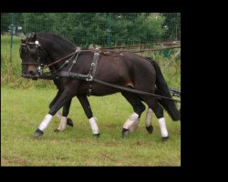 dressage horse Aquavit R (Dartmoor Pony, 2011, from Anton)