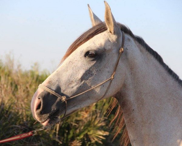 Pferd ALGARROBA (Andalusier, 2015)