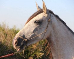 Pferd Algarroba (Andalusier, 2015)