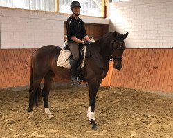 dressage horse Hermes (Westphalian, 2014, from Herakles TSF)