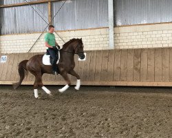 dressage horse Falero 3 (Westphalian, 2012, from Fiorano)