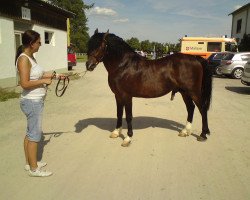 Deckhengst Akazienhof Jumping Jack Flash (Welsh-Cob (Sek. C), 2000, von Tyngwndwn Joker)