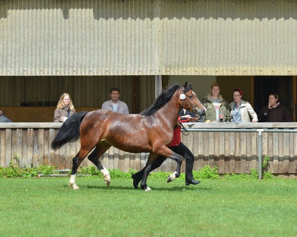 horse Express Cashia Bay (Welsh-Cob (Sek. C),  , from Akazienhof Jumping Jack Flash)