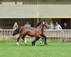 Pferd Express Cashia Bay (Welsh-Cob (Sek. C), von Akazienhof Jumping Jack Flash)