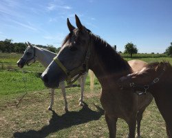 dressage horse Express Sweet Dreams (German Riding Pony,  , from FS Pontiac)