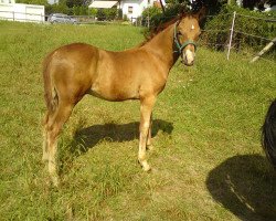 Pferd Express Private Dancer (Deutsches Reitpony, von Kelts Pogue)