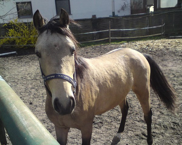 dressage horse Express Perplex (German Riding Pony, 2008, from FS Pontiac)