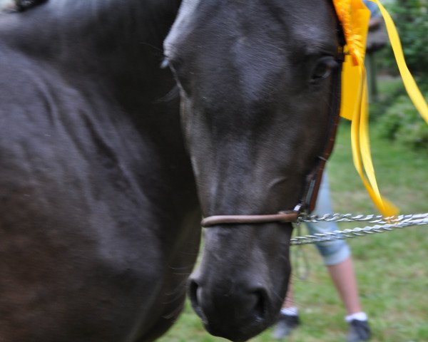 broodmare Express Clanyard Bay (German Riding Pony, 2008, from FS Pontiac)