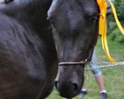 broodmare Express Clanyard Bay (German Riding Pony, 2008, from FS Pontiac)