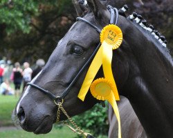 Pferd Express Carbis Bay (Deutsches Reitpony, von FS Pontiac)