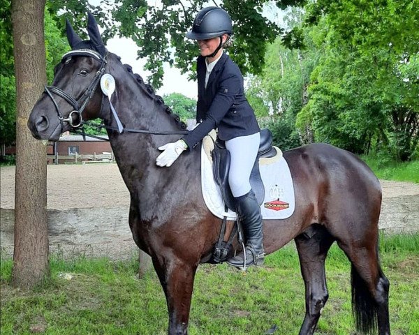 dressage horse Bon Couleur 3 (Hanoverian, 2017, from Bon Coeur)